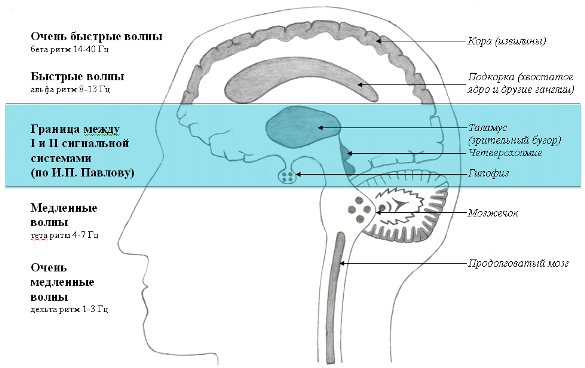 8-0. Корреляции между структурами мозга и биоэлектрической активностью мозга
